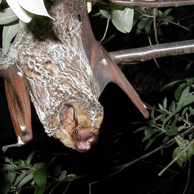 Hoary bat hangs from a branch
