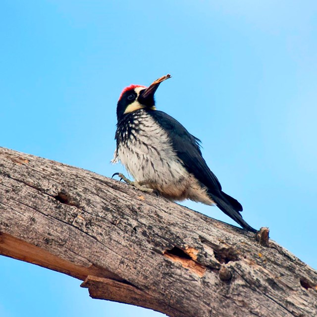 Acorn woodpecker perches on branch and turns its' beak to the open sky.