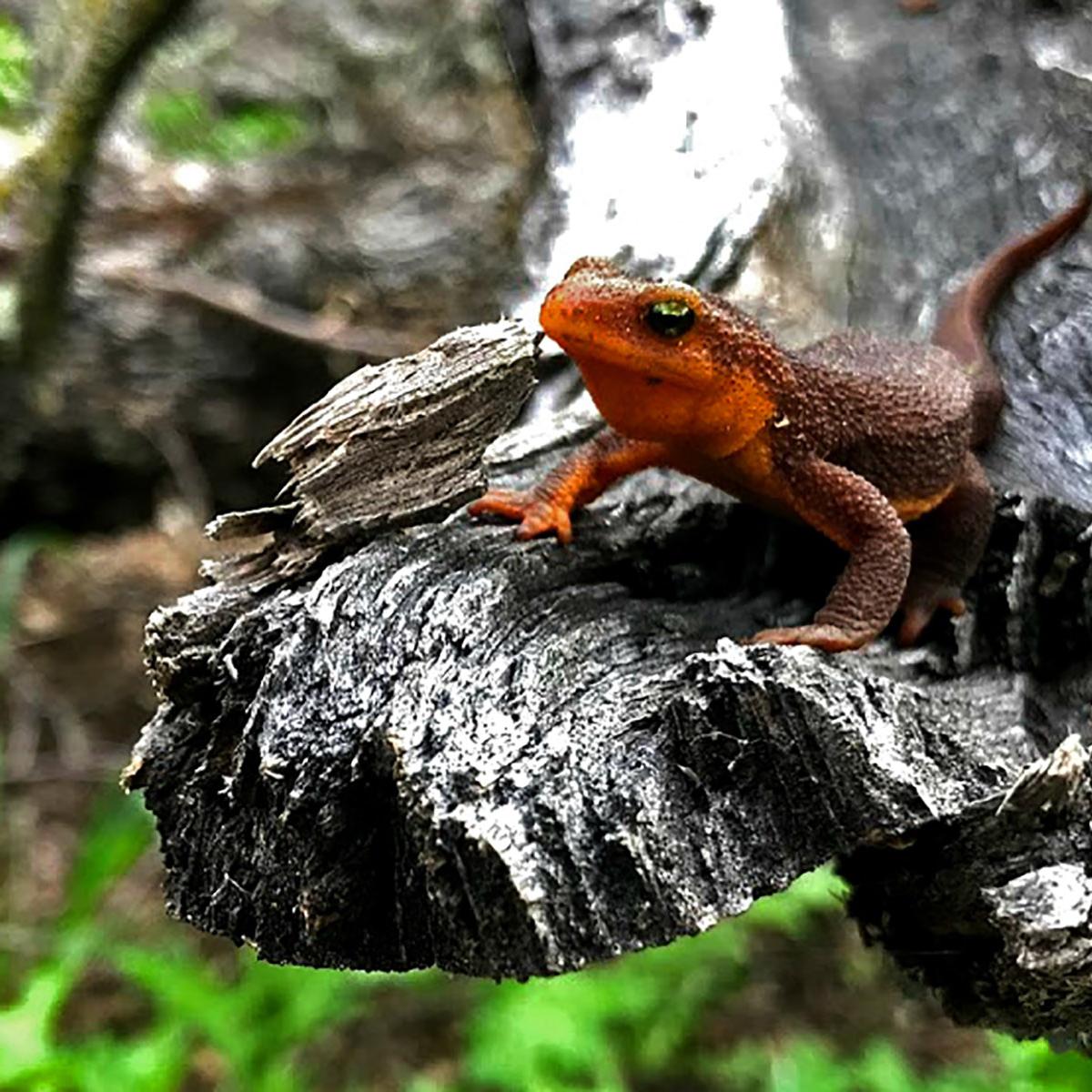 California salamander plods along on the leaf-littered ground.