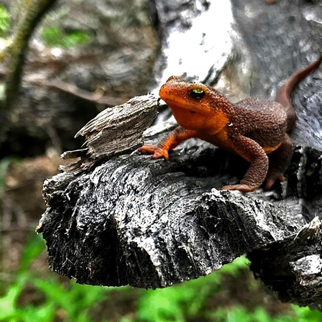 California salamander plods along on the leaf-littered ground.