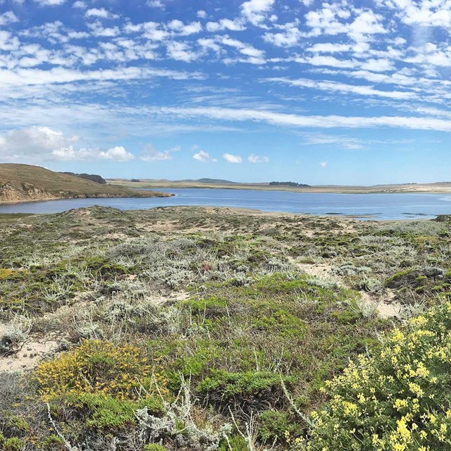 Sand dunes and low shrubs, some with yellow flowers, with a lagoon in the background.
