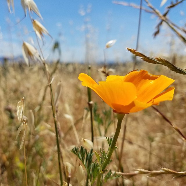 Bright orange poppy blooms among beige grasses.