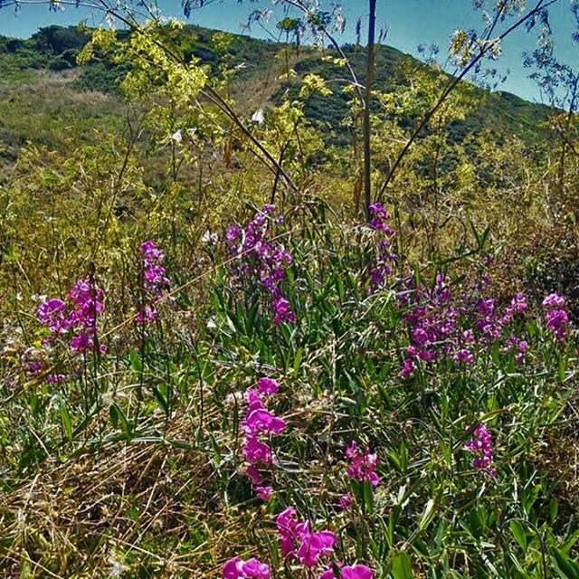 Picture of everlasting pea plant with pink blossoms at the side of the road.