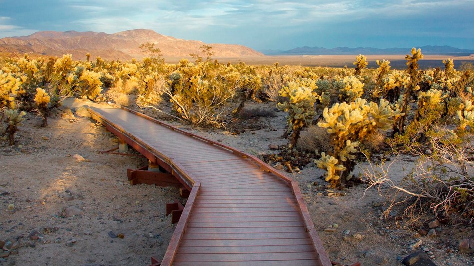 Joshua Tree National Park U S National Park Service