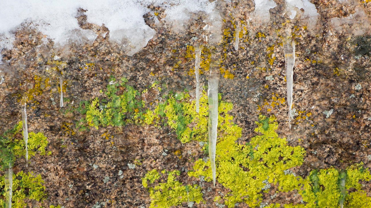 Frost, icicles and lichen cling to a rock