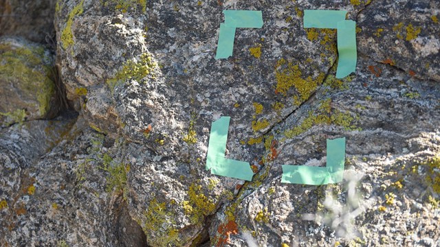 Pieces of tape surround a lichen sample growing on a rock 
