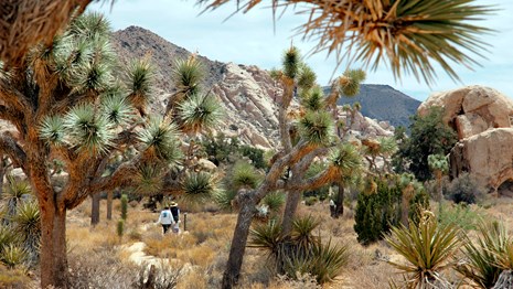 hikers on a trail seen through spiky Joshua trees