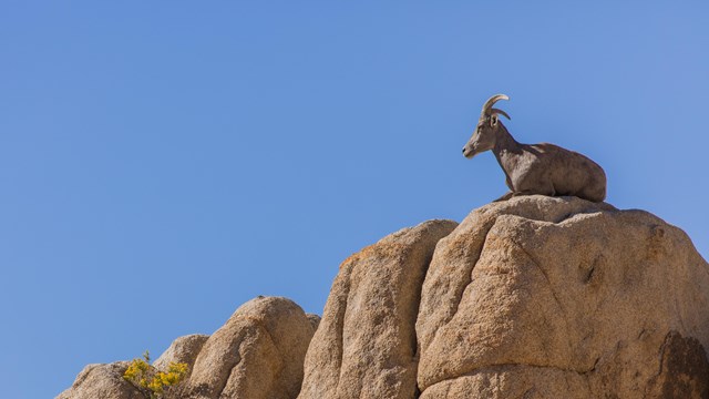 a bighorn sheep sits perched on top of a rock overlooking a desert landscape