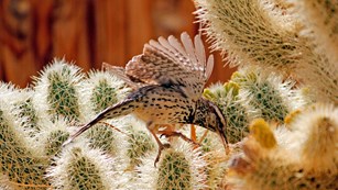 a bird balances among cactus spines with wings outstretched