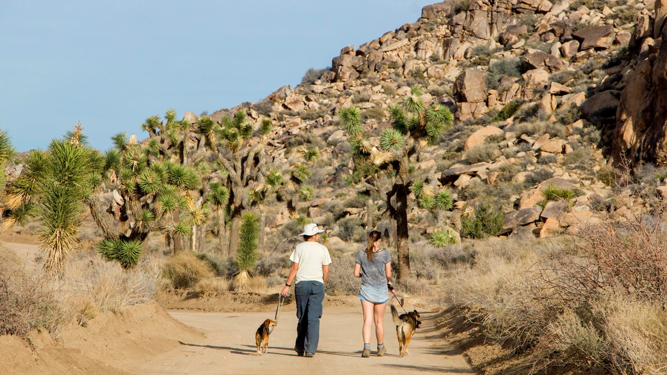 Color photo of visitors walking their leashed dogs on a dirt road. NPS / Brad Sutton