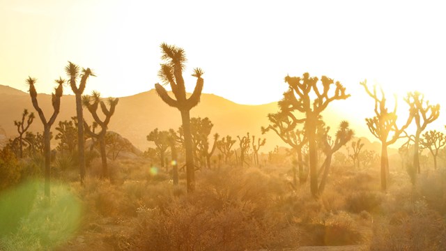 A group of Joshua trees glow in the light of the setting sun at Hall of Horrors.