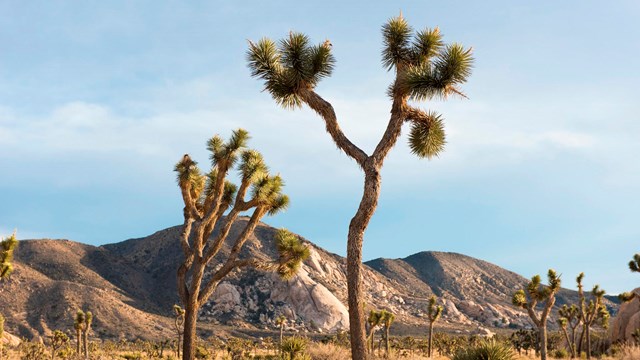 Joshua trees in a field