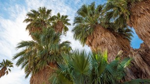 A group of fan palm trees