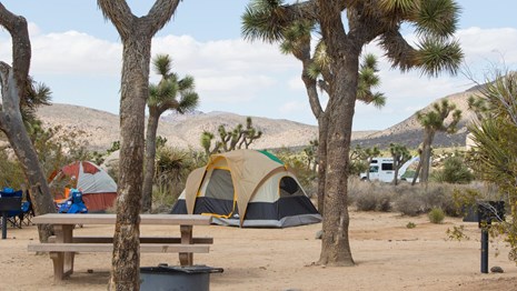 tents, a fire ring, and a picnic table among Joshua trees