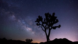 night scene with the stars of the Milky Way beyond a silhouetted Joshua tree
