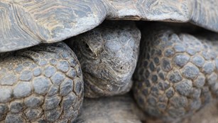 close-up of desert tortoise with his head pulled into his shell