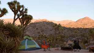 Color photo of a tent campsite set up at dusk with a Joshua tree overhead.