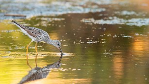 A bird standing in and drinking water 