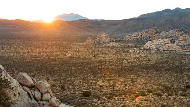 Sun setting over hills and a valley filled with Joshua trees