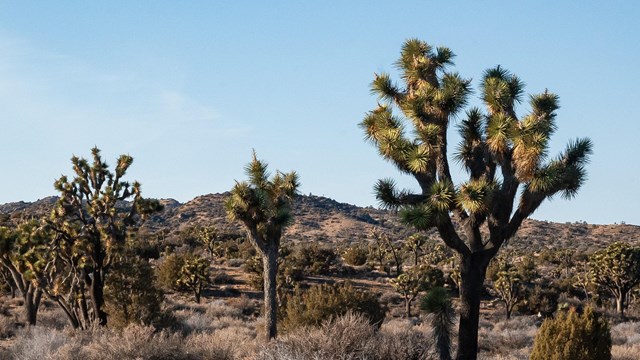 A Joshua tree landscape 