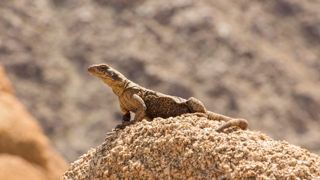 a large lizard sunning itself on a rock