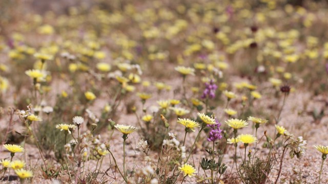 many wildflowers scattered across the desert soil