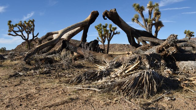 a fallen Joshua tree showing blackened burn marks from a past fire