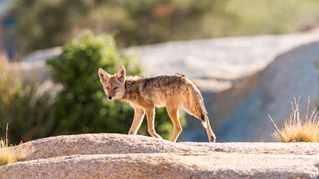 a scruffy coyote trots across open ground while looking back towards the camera