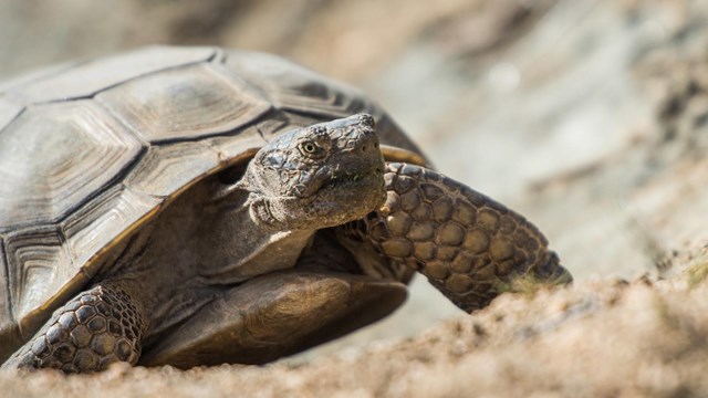 Close up of a desert tortoise