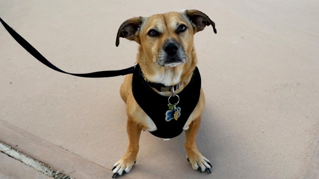 A close up of a bark ranger pup on a leash.