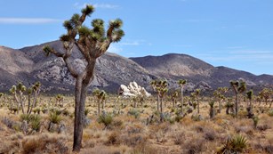a desert landscape with Joshua trees