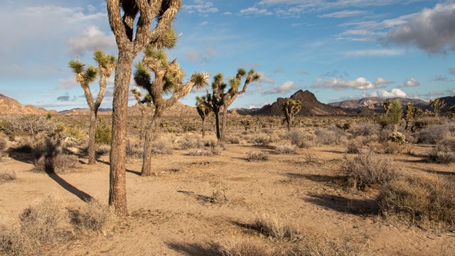 A landscape of joshua trees and desert vegetation with blue sky in the background