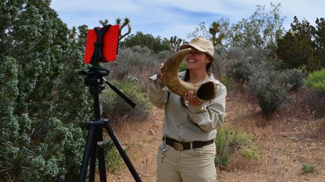 A volunteer with a bighorn sheep horn in front of a tablet. 