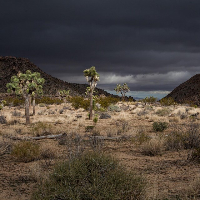 Dark clouds overhead with Joshua trees and the desert floor shining in a sun beam