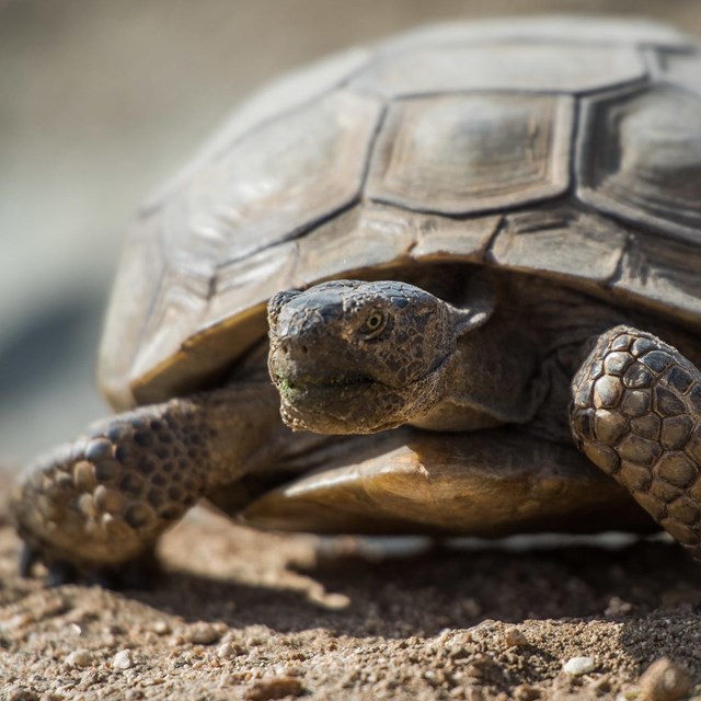A close up of a desert tortoise 
