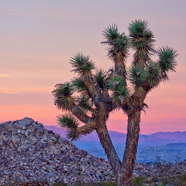 A sunset and a Joshua tree