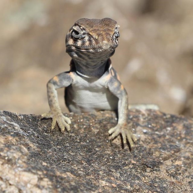 A great basin collared lizard peaking out over a rock. 