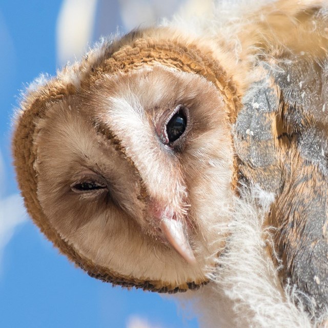 A juvenile barn owl looks at the camera
