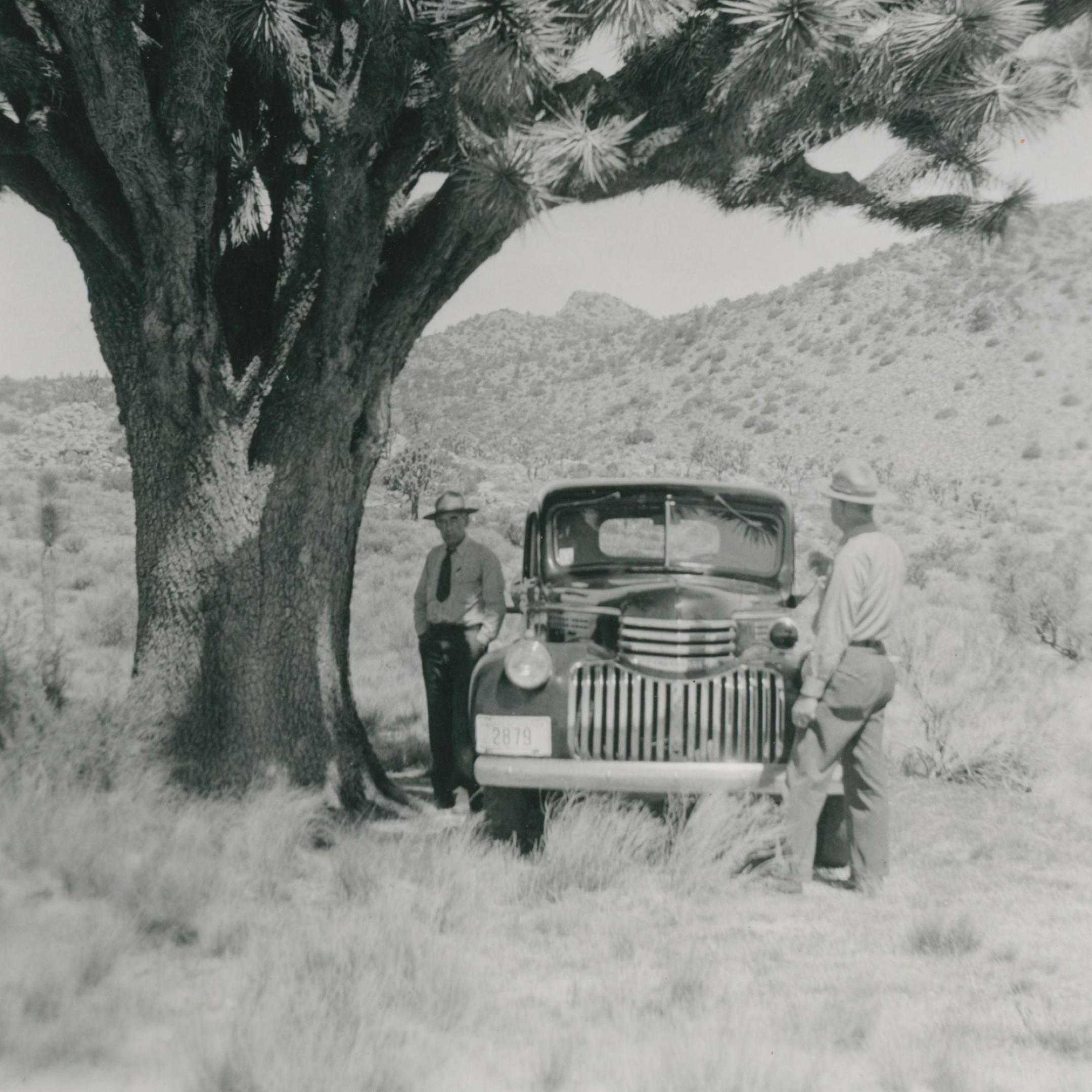 Black and white image of two park rangers outside of their parked vehicle under a Joshua tree.