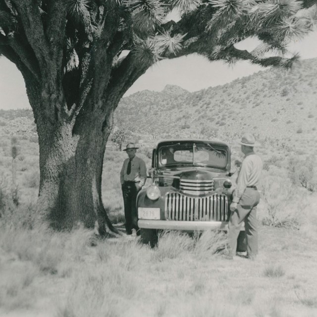Black and white image of two park rangers outside of their parked vehicle under a Joshua tree.