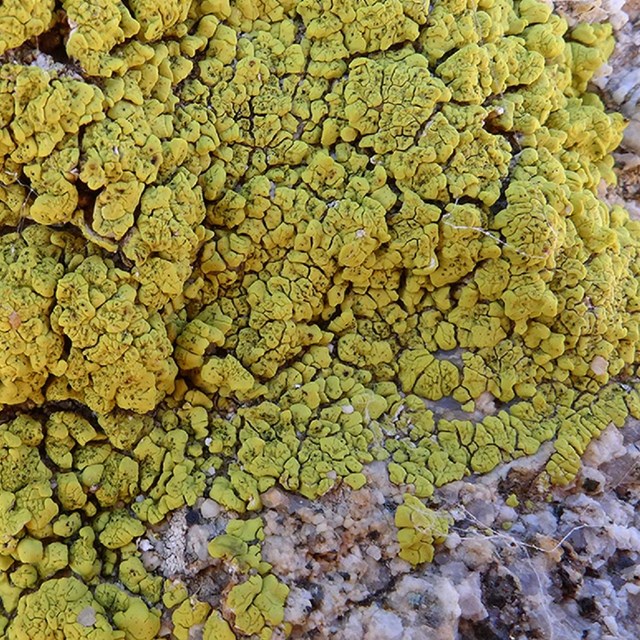 scaly green lichen on top of granite rock
