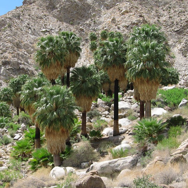 A group of palm trees with rocky desert mountains in the background