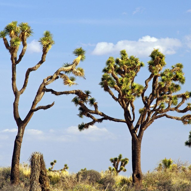Large Joshua trees with a blue sky and clouds in the background