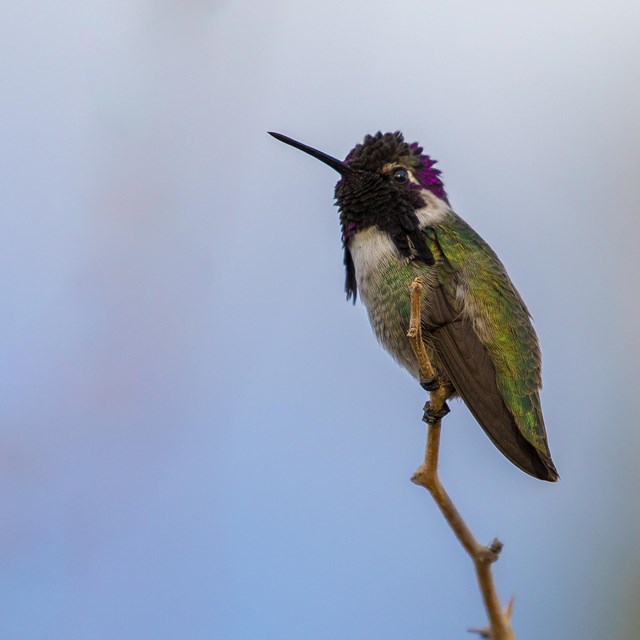 Black Rock Canyon Joshua Tree National Park U S National Park