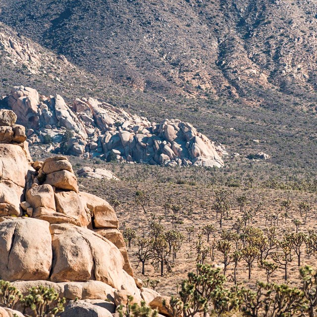 Color photo looking out over a desert valley or rocks, mountains, and trees.