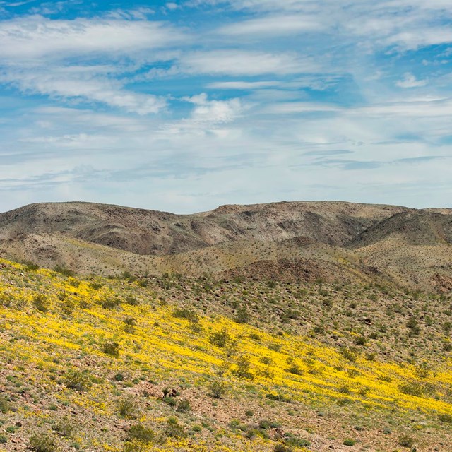 Yellow flowers dot a desert landscape.
