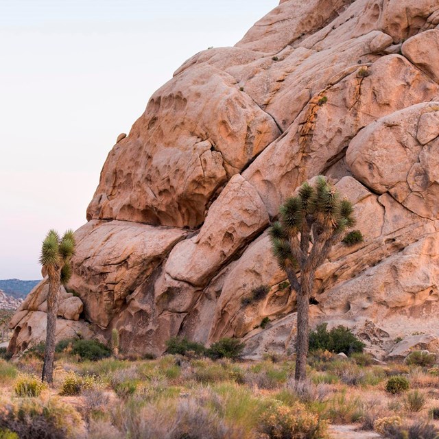 Color photo of a few Joshua trees and other flora in front of a large boulder pile.