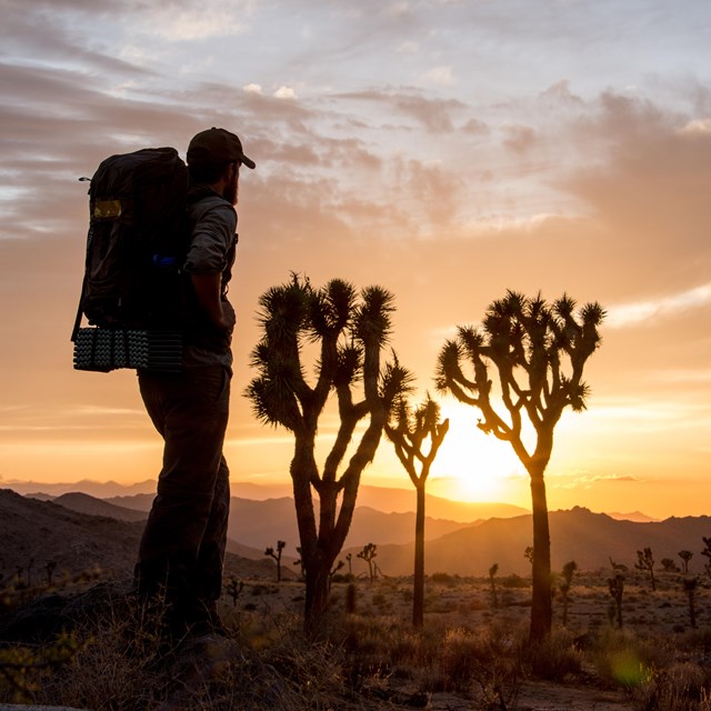 A backpacker watching sunset over a desert landscape with Joshua trees