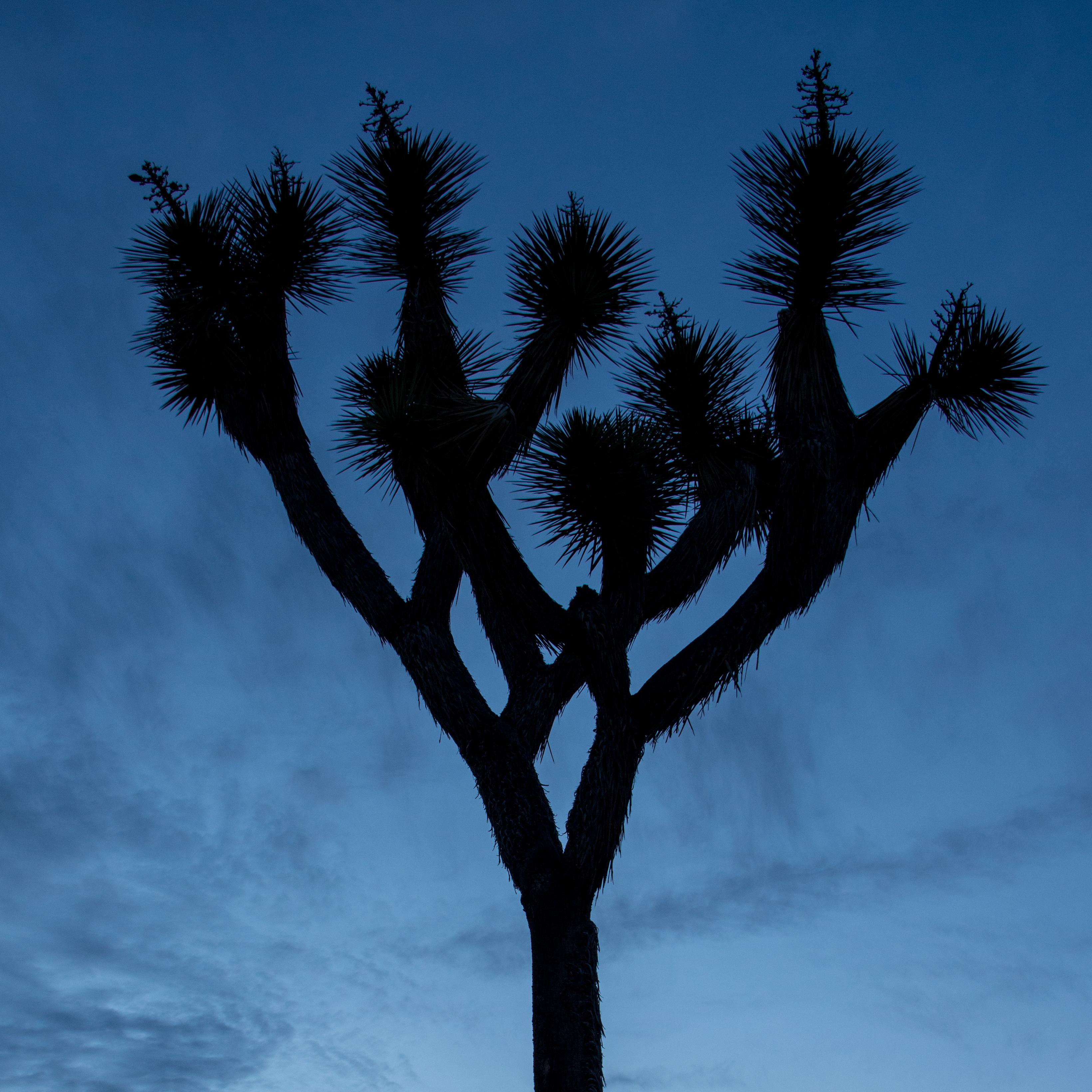 Joshua tree at sunset