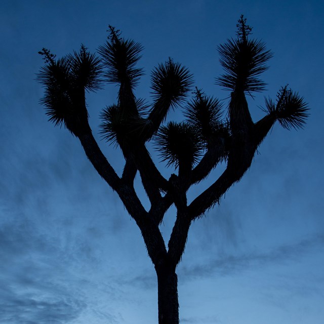 Joshua tree at sunset